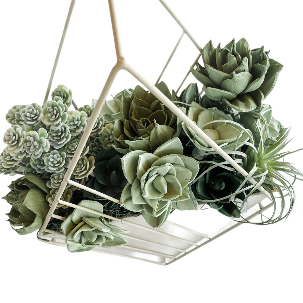 zero work sola succulent garden by pine and petal market